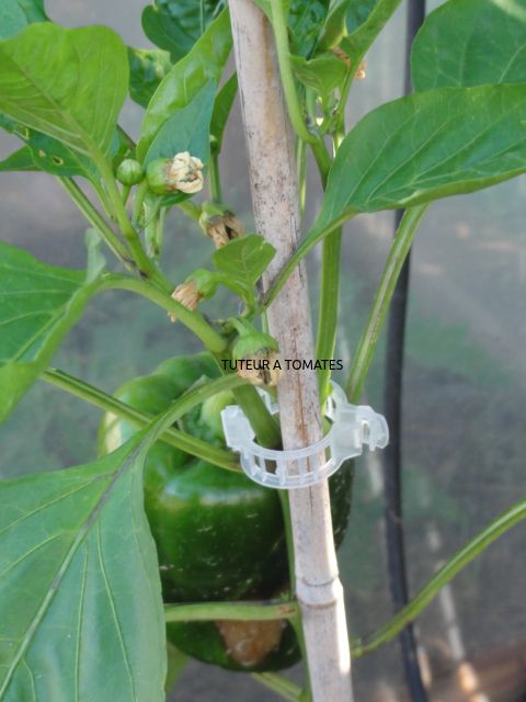 tuteur-tomate