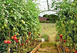 serre-tomate-promotion