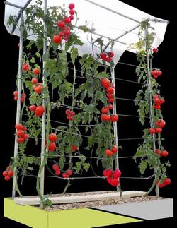 toit-culture-tomate