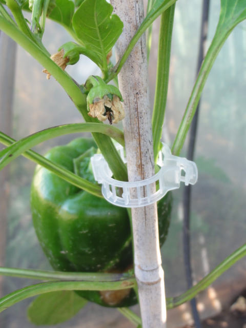 clips-potager