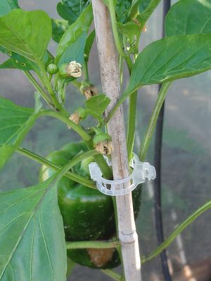 clips-tomate-tuteur