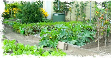 jardin-potager