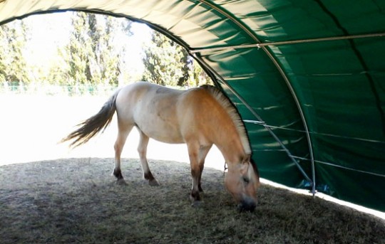 abri chevaux
