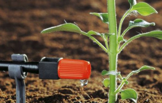 arrosage goutte à goutte