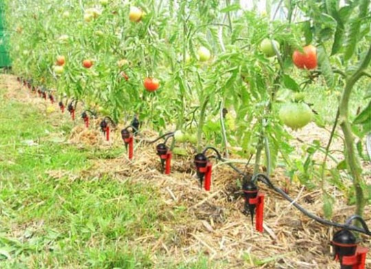 arrosage goutte à goutte Iriso
