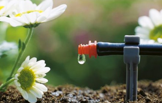 arrosage goutte à goutte