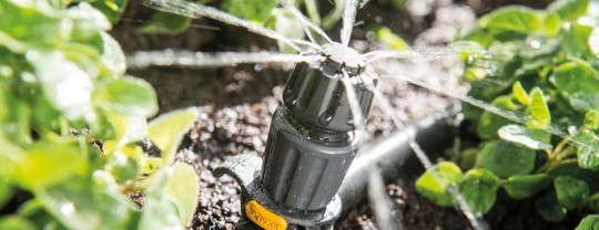 arrosage goutte à goutte