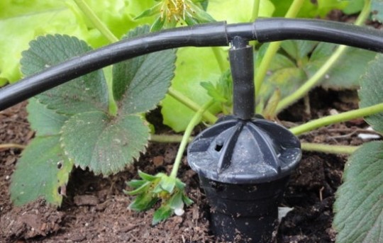 arrosage goutte à goutte