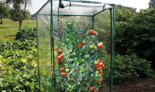 serre à tomates