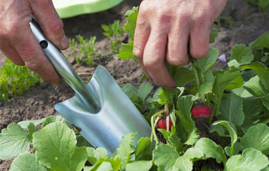réussir ses plantations