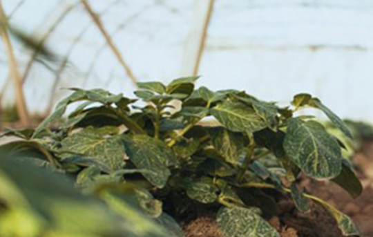 Réussir sa culture pour serre de jardin
