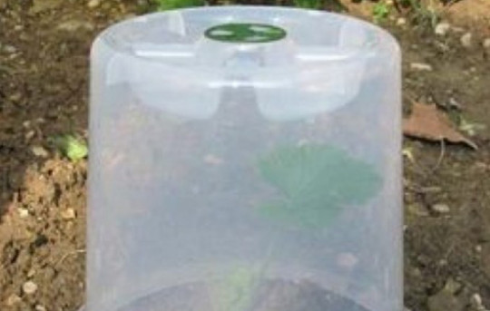 cloche potagère