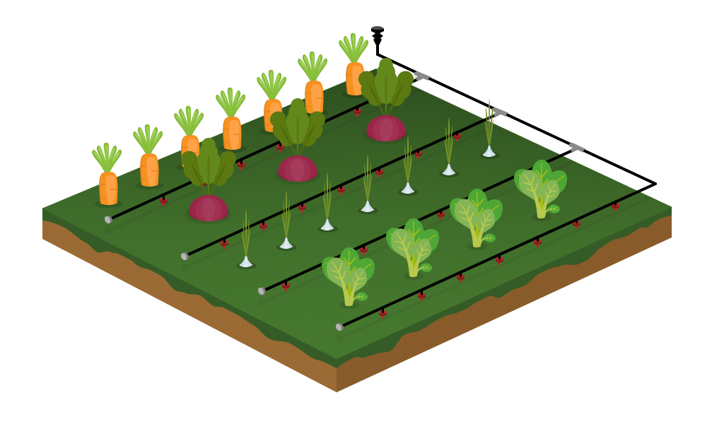 Illustration d'un système d'irrigation goutte-à-goutte dans un potager, avec des rangées de carottes, betteraves, poireaux et laitues, reliées à un réseau de tuyaux pour arroser chaque plante individuellement.