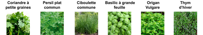 variété plantes aromatiques
