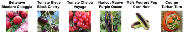 variété de légumes extraordinaires