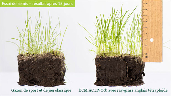 essai de semis après 15 jours